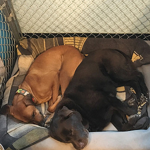 Penticton Pets Cuddling