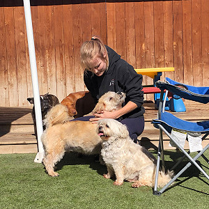 Pet Group Play
